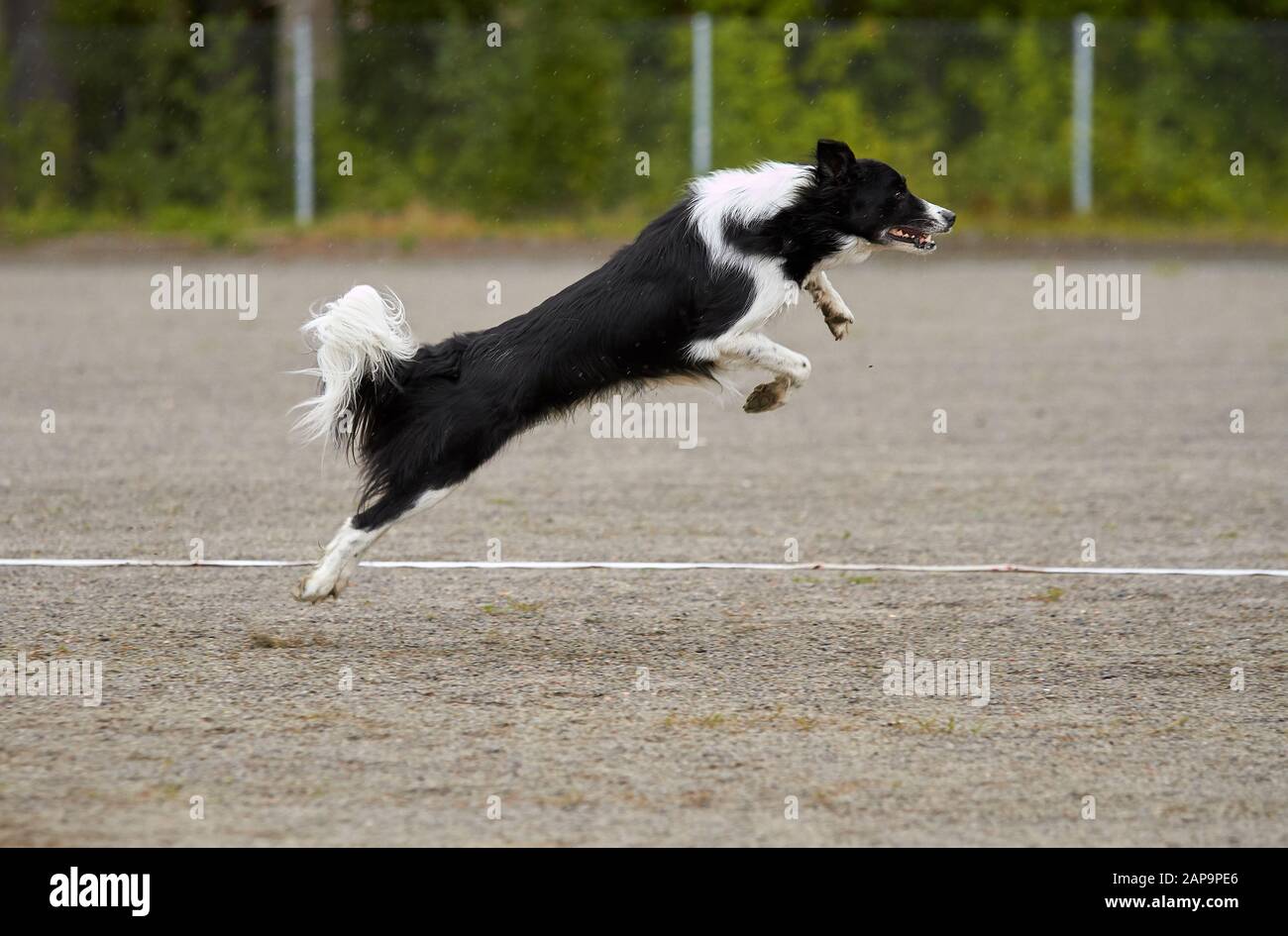 Border Collie springen auf einem agility Training auf einem Hund Spielplatz. Stockfoto