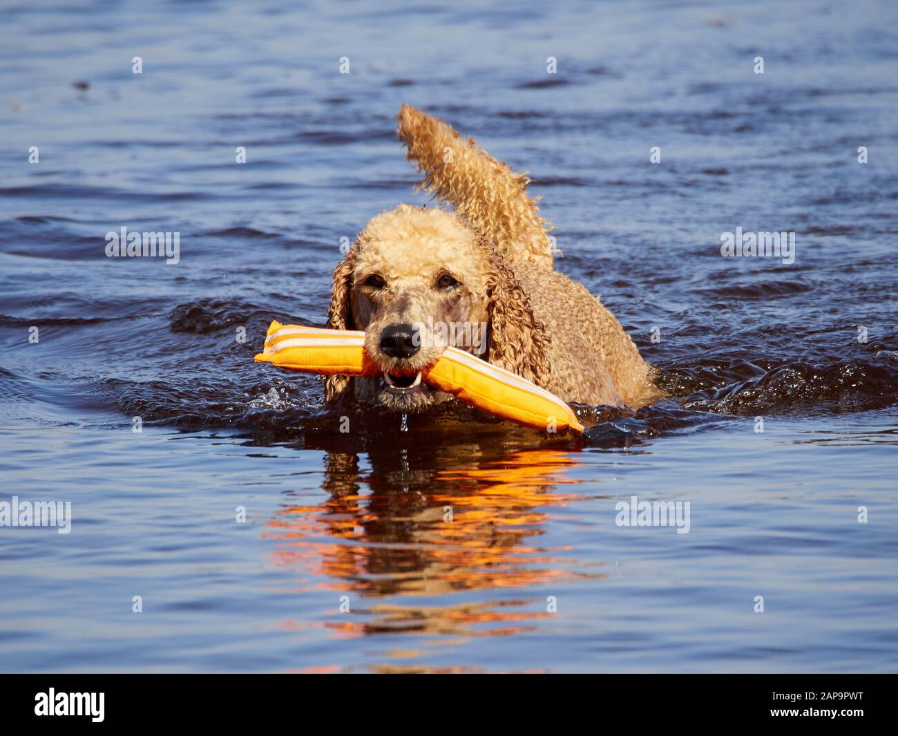 Standard poodle Schwimmen auf Dog Rescue Service wasser training. Spielen mit einem orangefarbenen abrufen Spielzeug in einem See an einem sonnigen Sommertag in Finnland. Stockfoto
