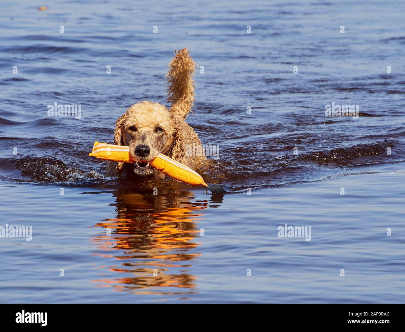 Standard poodle Schwimmen auf Dog Rescue Service wasser training. Spielen mit einem orangefarbenen abrufen Spielzeug in einem See an einem sonnigen Sommertag in Finnland. Stockfoto