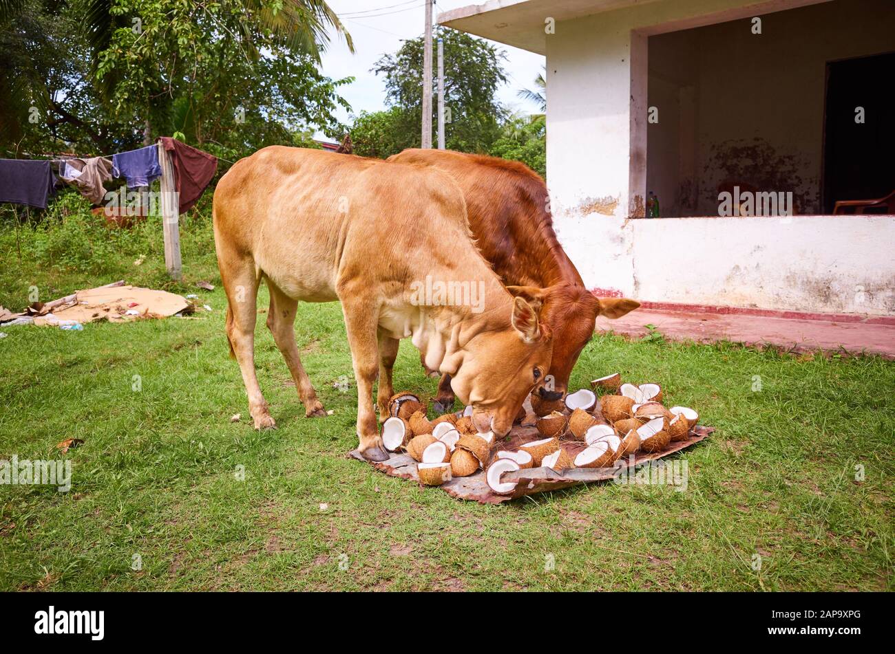 Zwei junge Kühe essen Kokosnussschalen, die auf einem Hinterhof, Tangalle, Sri Lanka, trocknen. Stockfoto