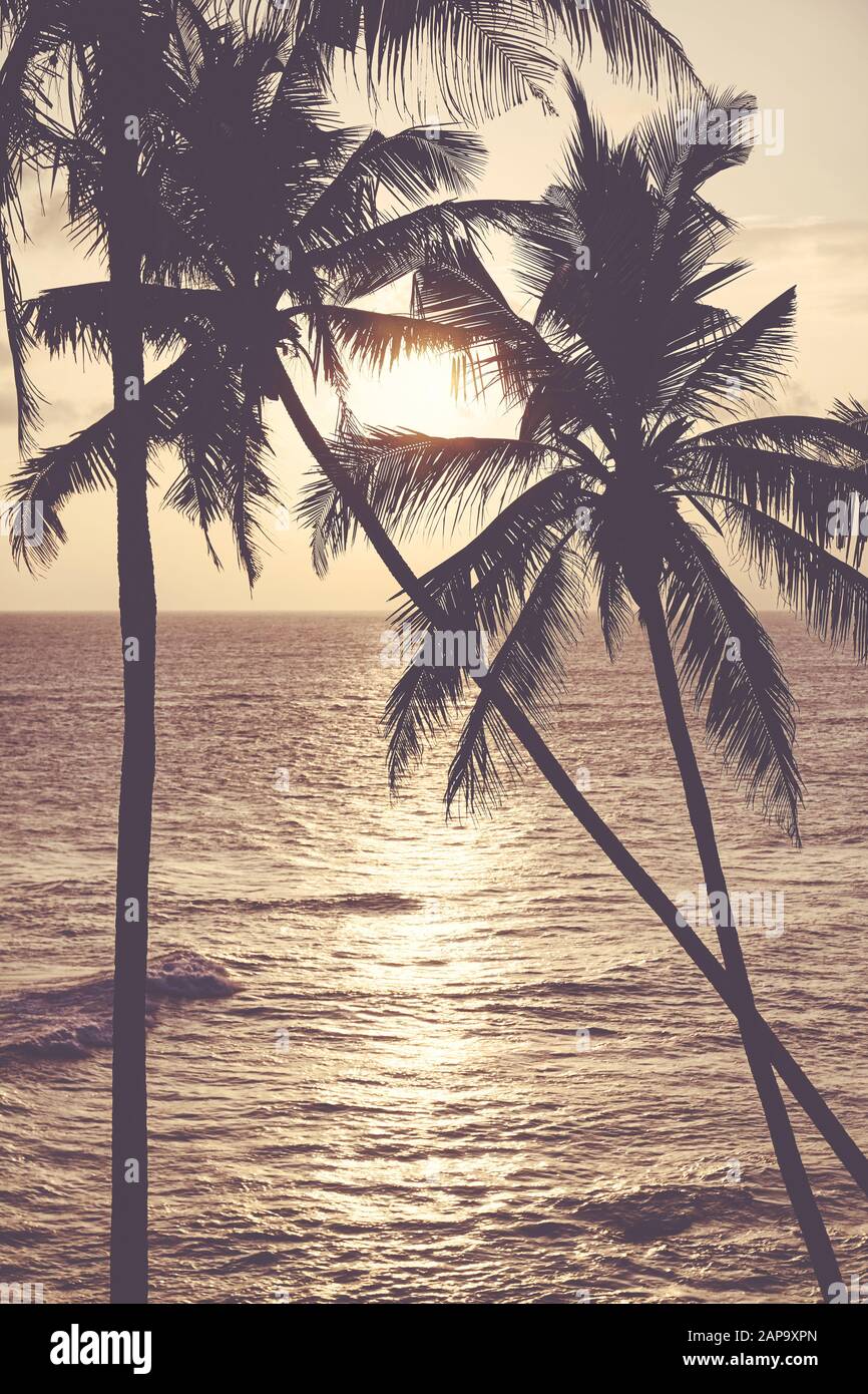 Kokospalmen Silhouetten bei Sonnenuntergang, Farbtonierung angewendet, tropisches Urlaubskonzept. Stockfoto