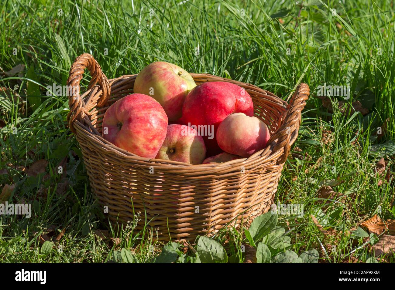 Große rote Äpfel in einem Korb, Mecklenburg-Vorpommern, Deutschland geerntet Stockfoto