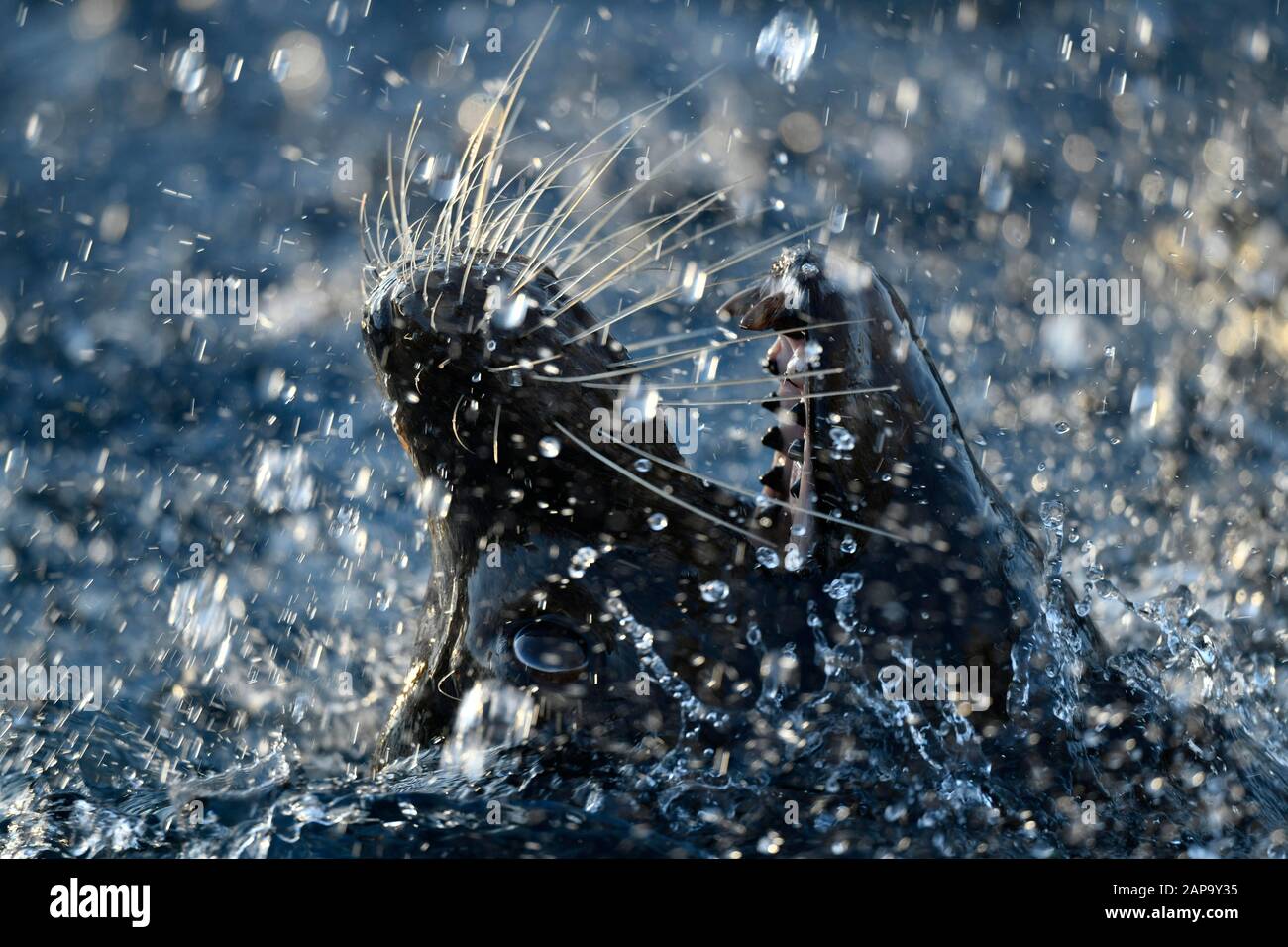 Kalifornischer Seelöwe (Zalophus californianus), männlich, spritzend in Wasser, Tierporträt, Nahaufnahme, gefangen, Deutschland Stockfoto