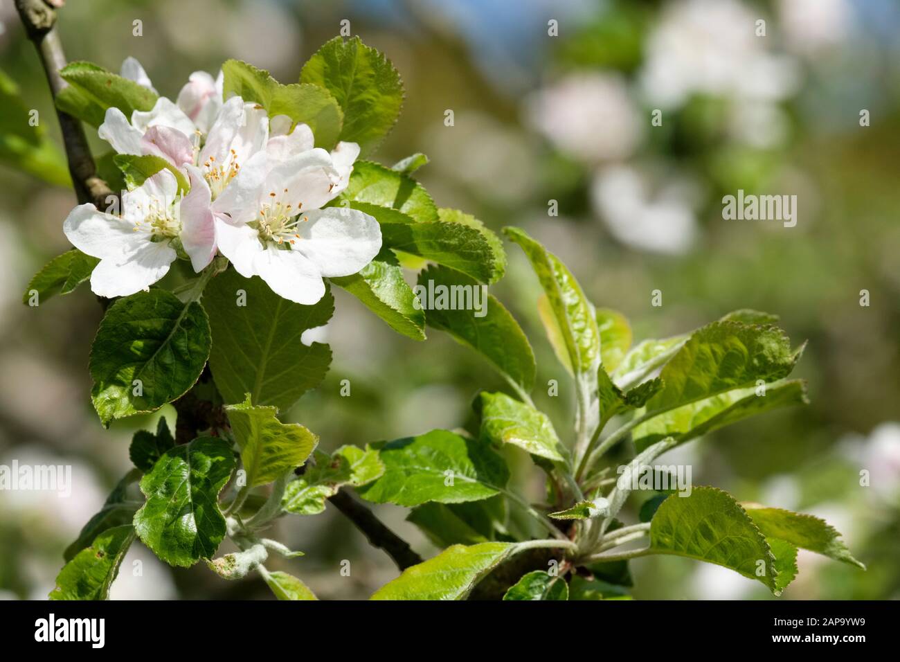 Weiße Blüte des frühen englischen apfels "Beauty of Bath", Malus domestica "Beauty of Bath" im Frühjahr Stockfoto