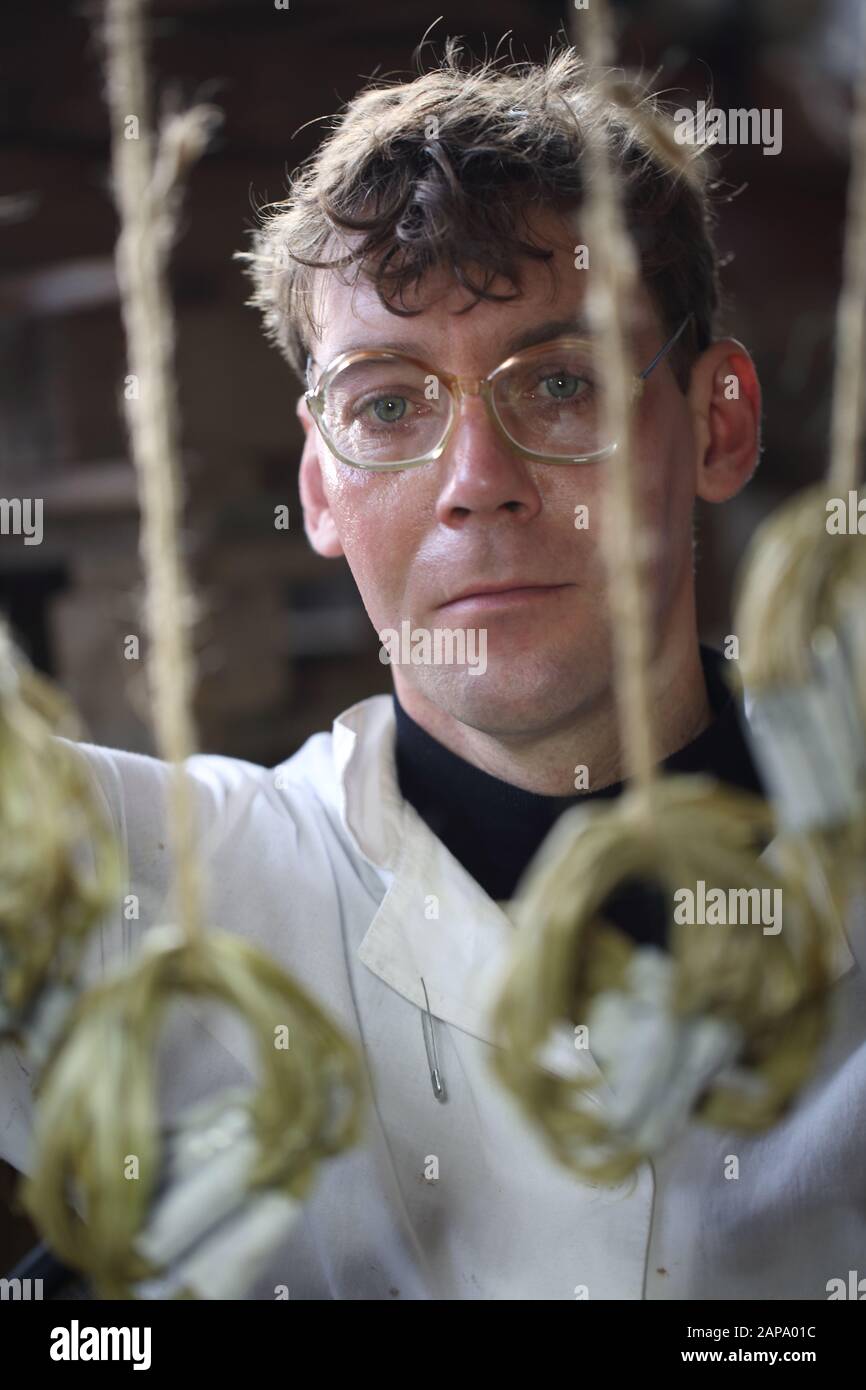 Wissenschaftler hängt Hanffasern Stockfoto