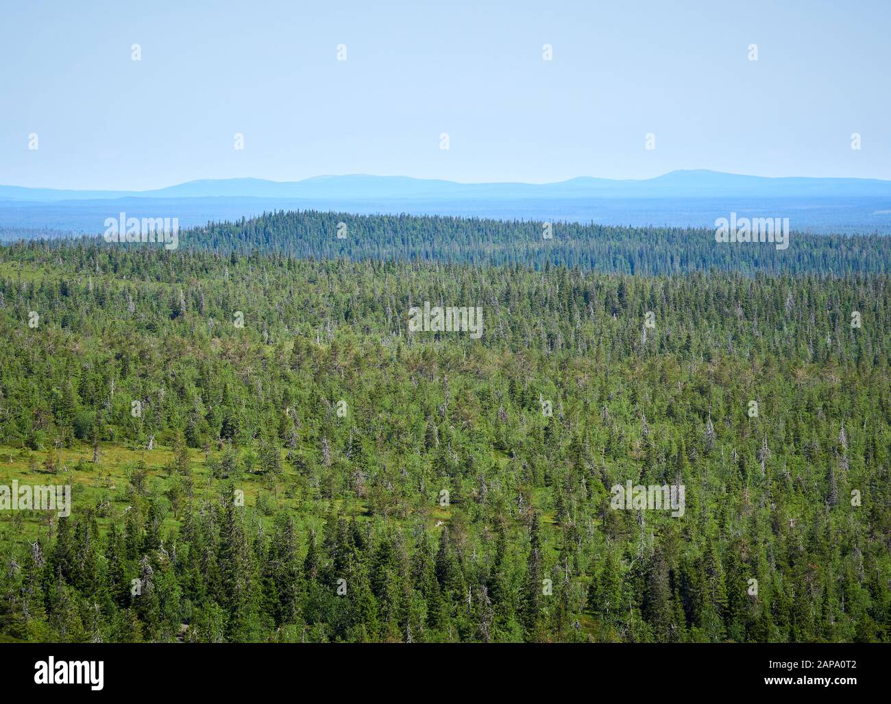 Sommer Landschaft mit Fichten in der Wüste Riisitunturi Nationalpark, einem Berg in Lappland in Finnland. Junge trres im Vordergrund. Stockfoto