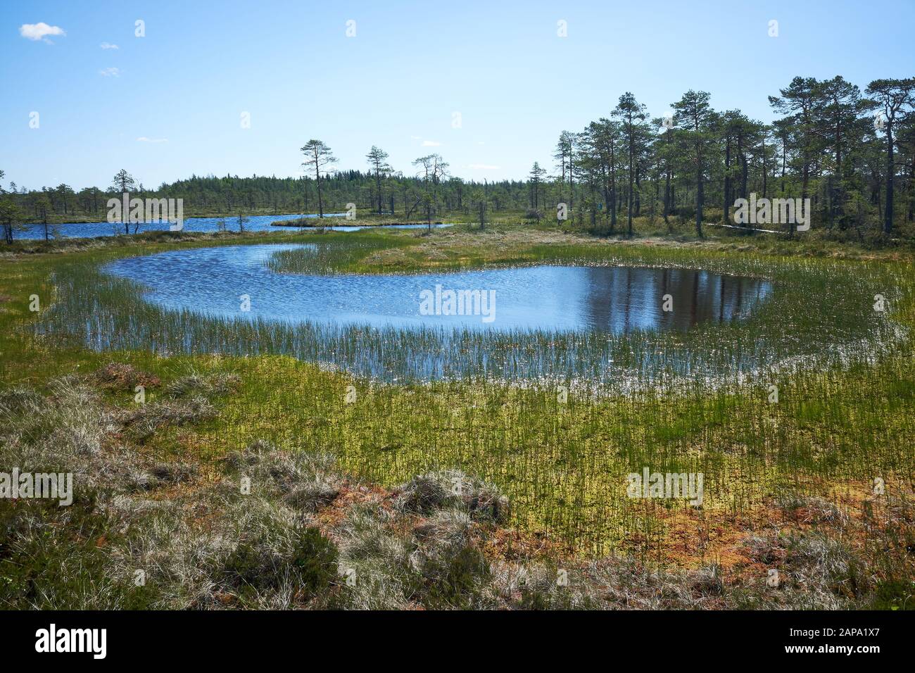 Kleiner Teich im Moor an einem heißen Sommertag. Nördliche Landschaft aus dem Petkeljärvi-nationalpark in Finnland. Stockfoto