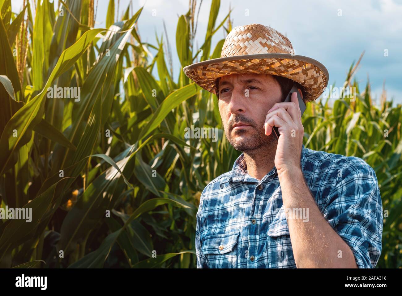 Mais Bauer Gespräch am Handy über die Ernte der Plantage. Portrait von Stattlichen männlichen Landarbeiter mit Plaid Shirt und Stroh mit Smartphone für Comm hat Stockfoto