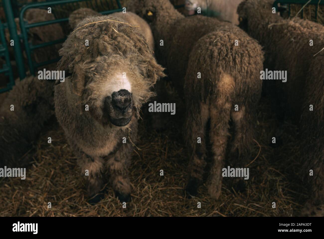 Die Schafe in den Pen auf Tiere Bauernhof, Haustiere Tierhaltung Stockfoto