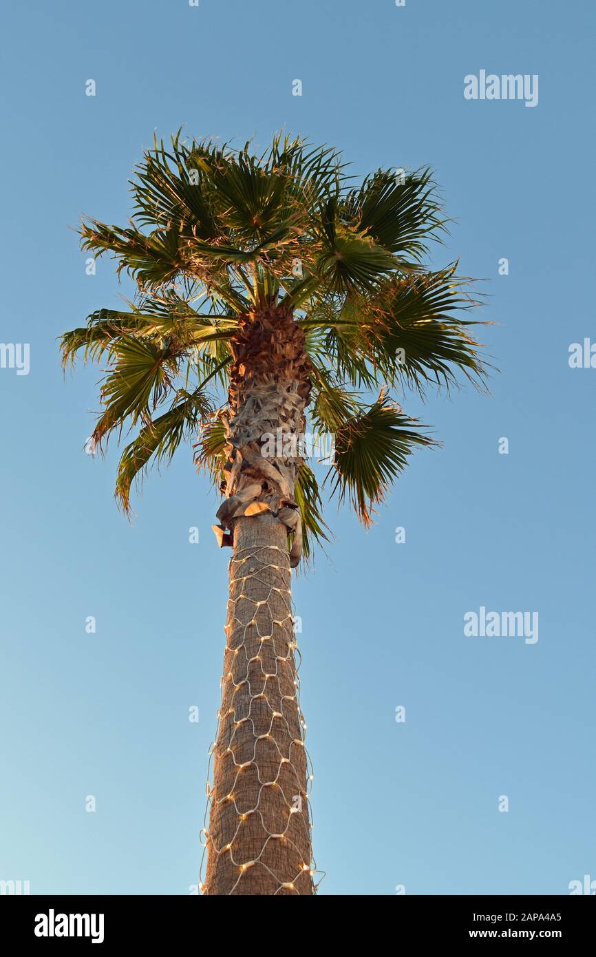 Isolierte Palme zu blauer Stunde mit Lichter am Stamm Stockfoto