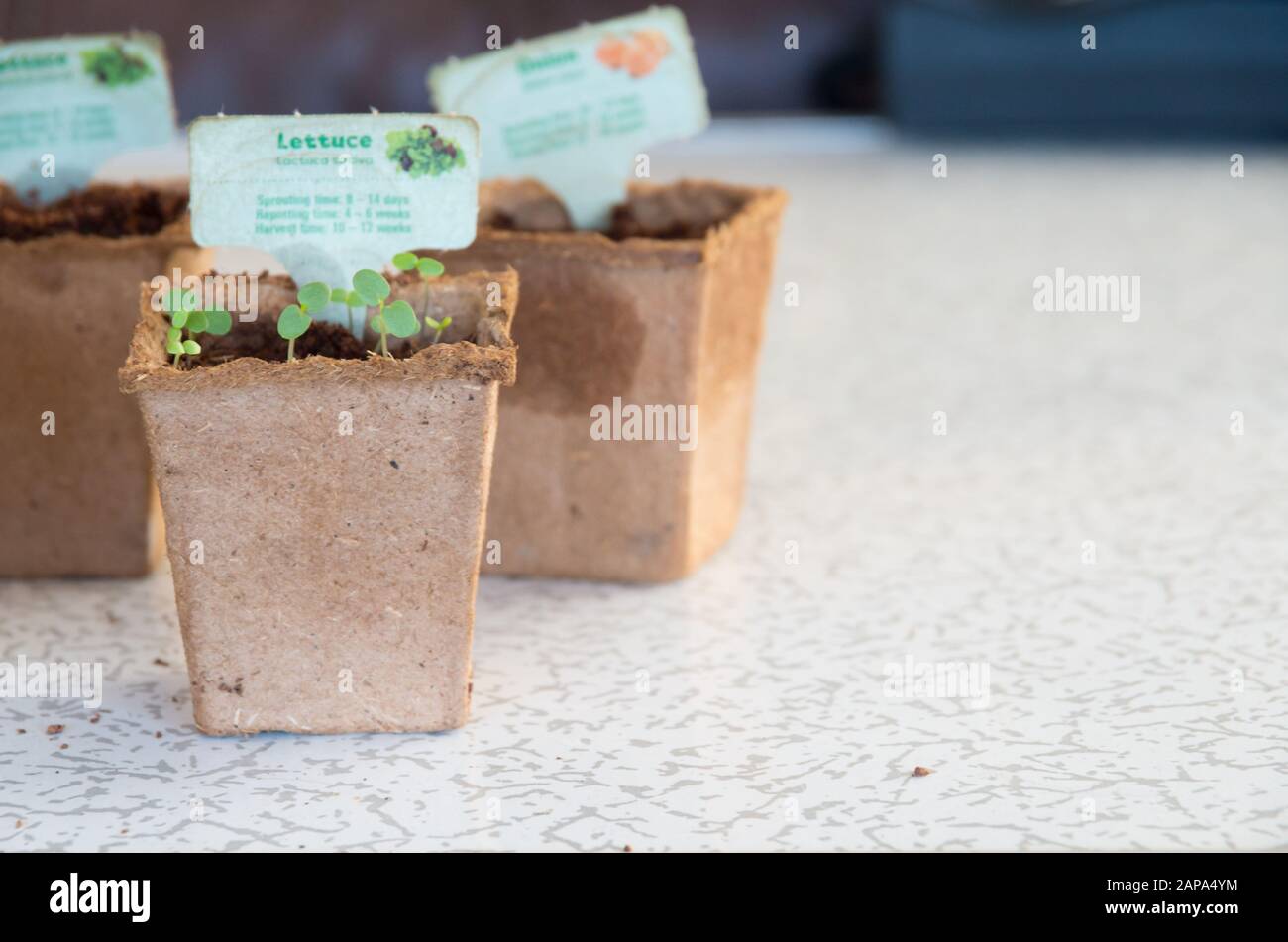 Jindabyne, Australien - 5. Oktober 2019: Frisch gebackene Sämlinge im Woolworths Discovery Garden Topf Stockfoto