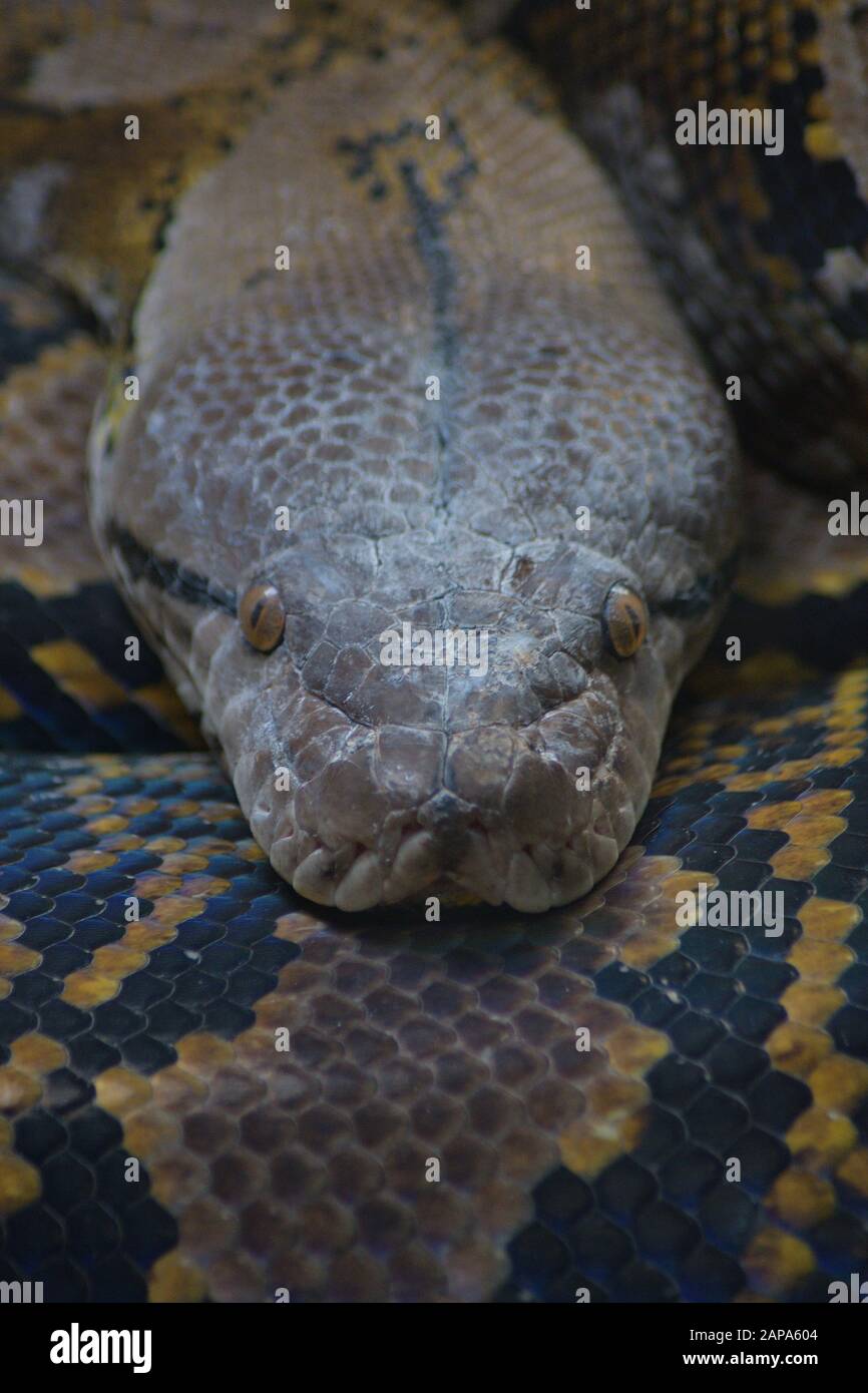 Kopf der verrückten Pythonschlange in einem Terrarium - Python reticulatus Stockfoto