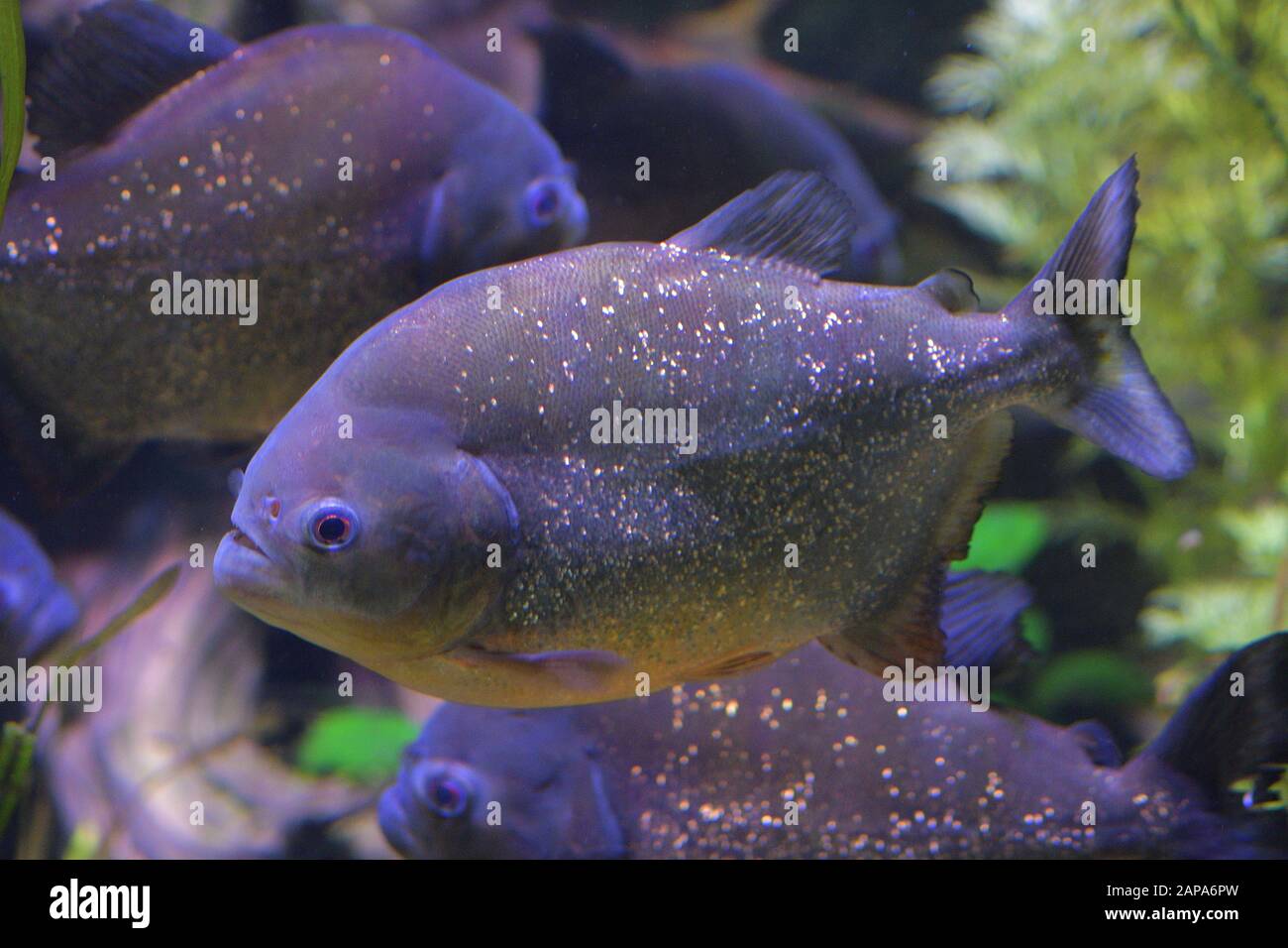 Rot belauschte Piranha in einem aquario - Pygocentrus nattereri Stockfoto