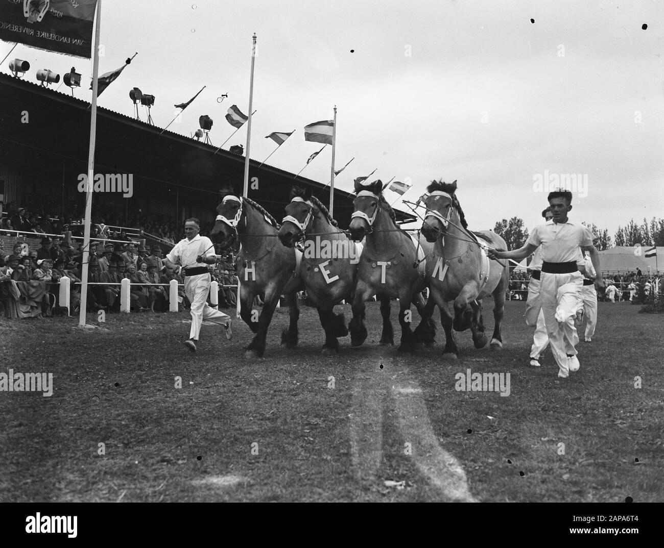 Concours Hippique t.g.v. 100 Jahre Haarlemmermeer Datum: 6. Juli 1955 Ort: Haarlemmermeer Schlüsselwörter: Concours Hippique Stockfoto