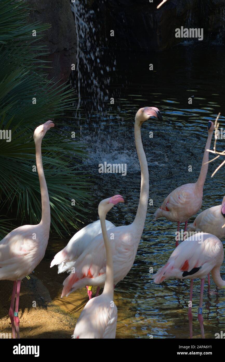 Größere Flamingovögel in einem Feuchtgebiet in einem Naturpark Stockfoto