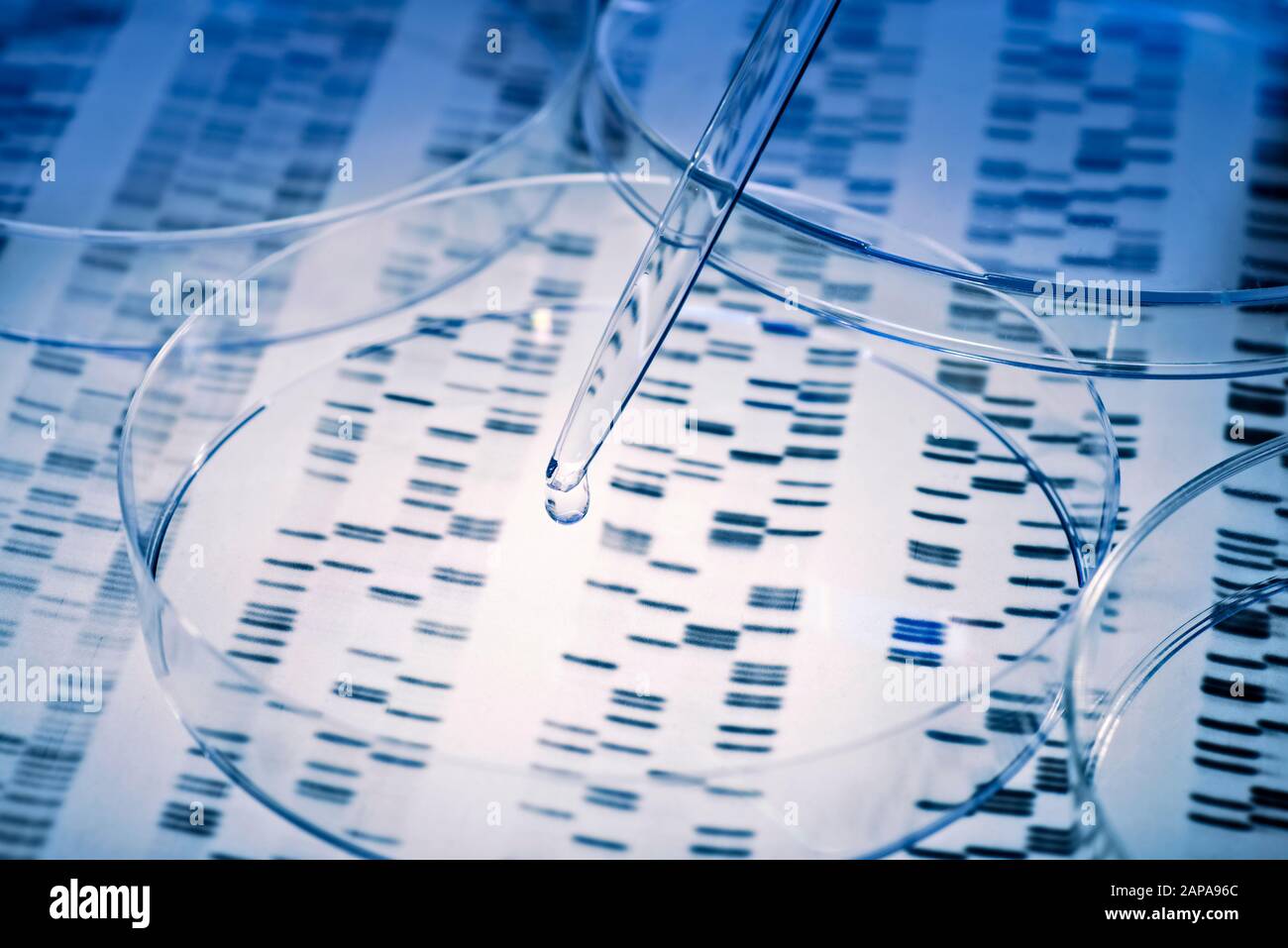 Die Probe wird über genetische Ergebnisse in eine Petrischale pipettiert. Stockfoto
