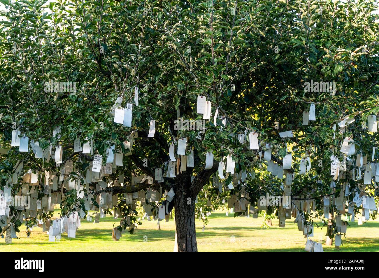 Etiketten mit Wünschen, die in Bäumen hängen. Sie waren Teil der Installation "Wunschbäume für Bad Homburg" von Yoko Ono im Rahmen der Biennale Blickachsen 1 Stockfoto