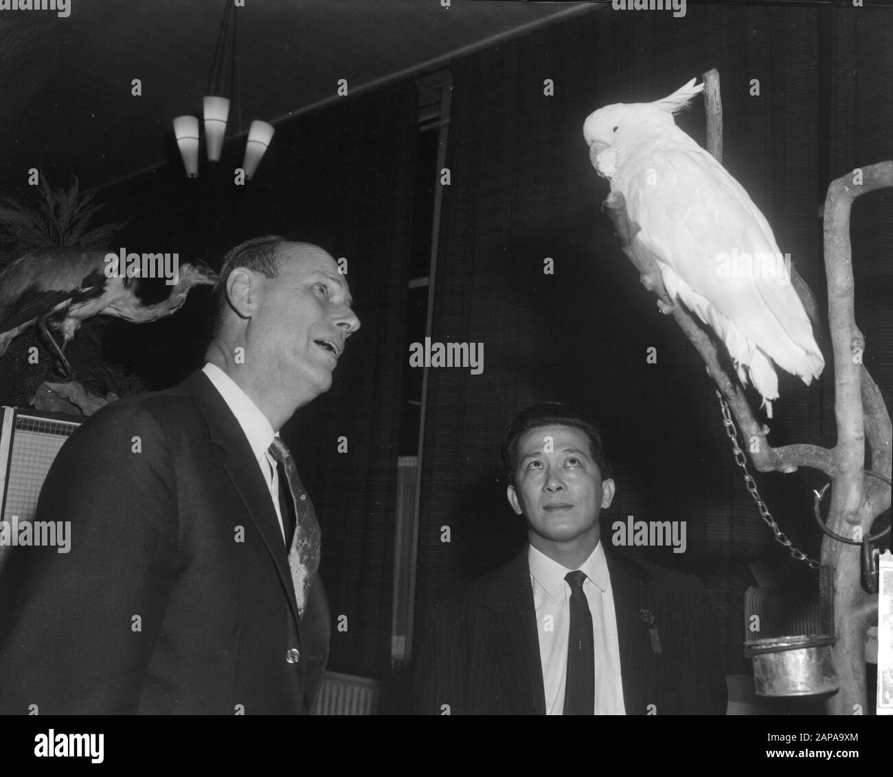 Direktor von Artis E. Jacobi bei der Eröffnung der Vogelausstellung Exotica im Theater Marcanti in Amsterdam Beschreibung: Herr E. Jacobi (l.) bei der Beobachtung eines Papageien-Datums: 11. November 1965 Ort: Amsterdam, Noord-Holland Schlüsselwörter: Direktoren, Eröffnungen, Papageien, Ausstellungen, Vögel persönlicher Name: Jacobi, E. Name Der Institution: Marcanti-Theater Stockfoto