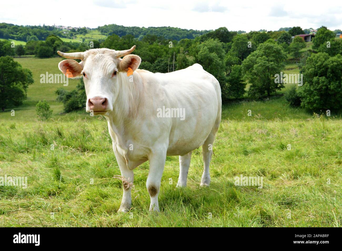 Eine Charolais-Kuh auf einer grünen Weide auf dem Land. Stockfoto