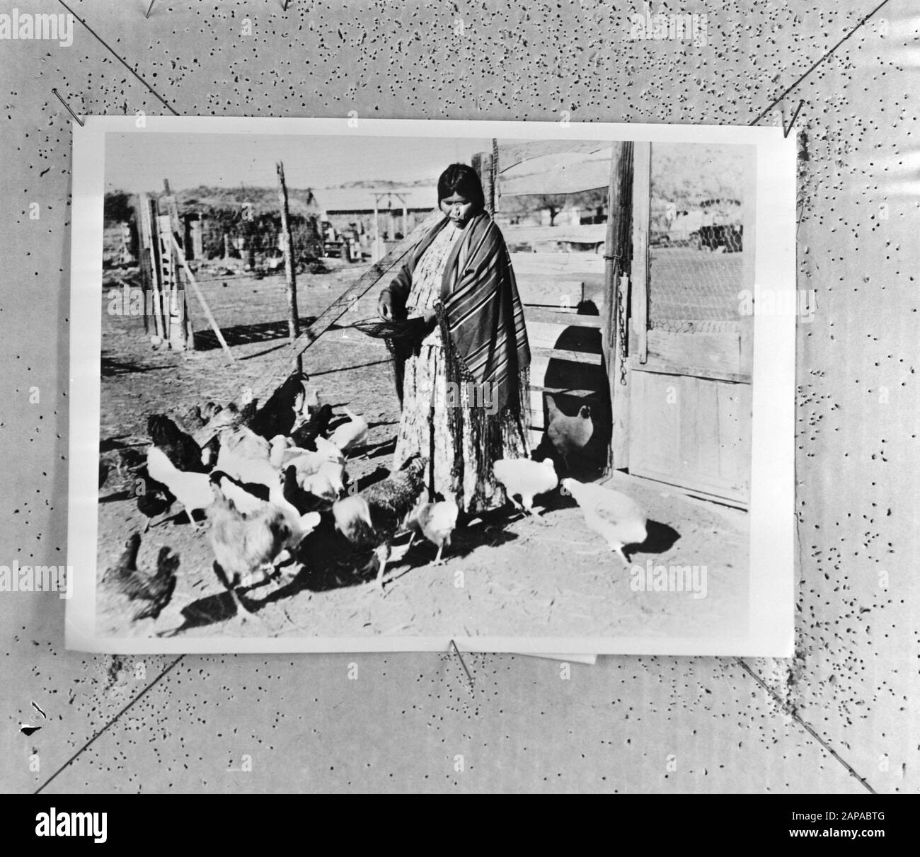 Indians in Nordamerika Beschreibung: Apache Frouw trägt Hühner Datum: 18. März 1971 Ort: United States Keywords: Indianer, Hühner Stockfoto