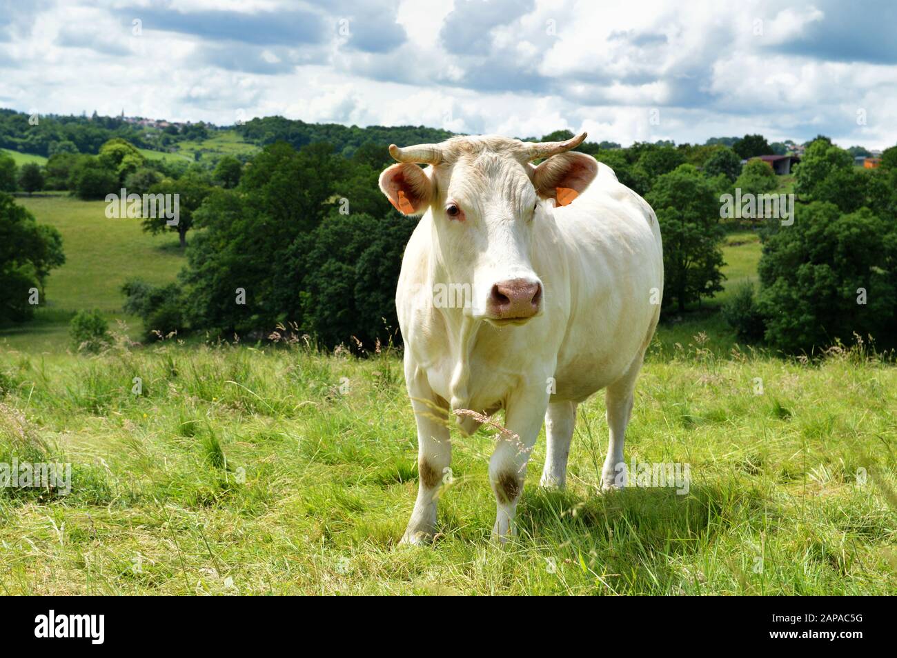 Eine Charolais-Kuh auf einer grünen Weide auf dem Land. Stockfoto