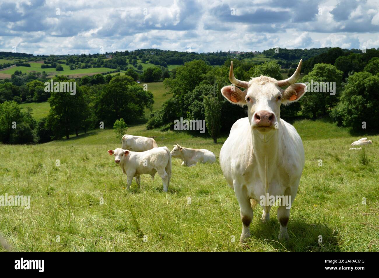 Eine Herde Charolais-Kuh mit einem kleinen Kalb, auf einer grünen Weide auf dem Land. Stockfoto