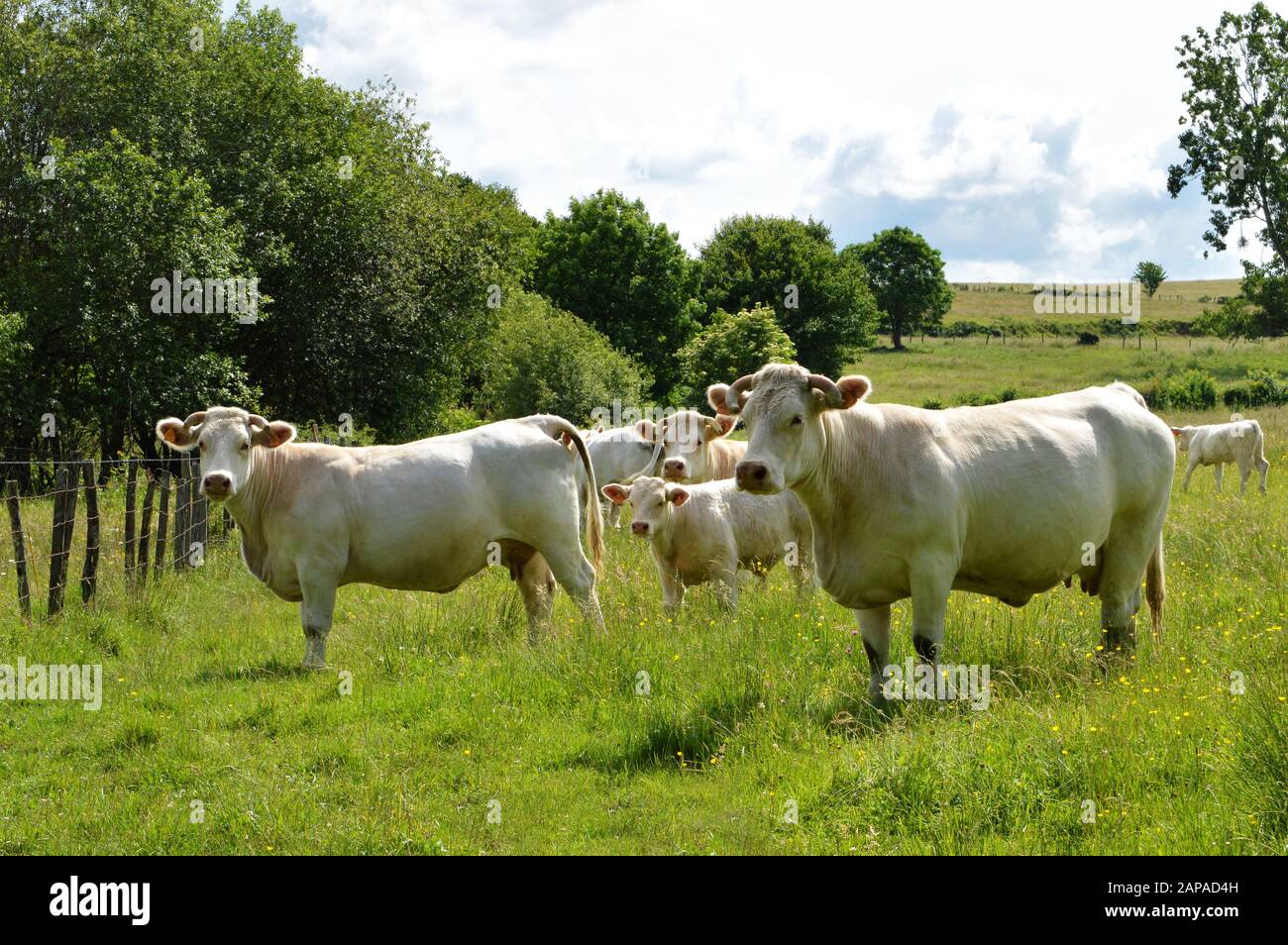 Eine Herde Charolais-Kuh mit einem kleinen Kalb, auf einer grünen Weide auf dem Land. Stockfoto