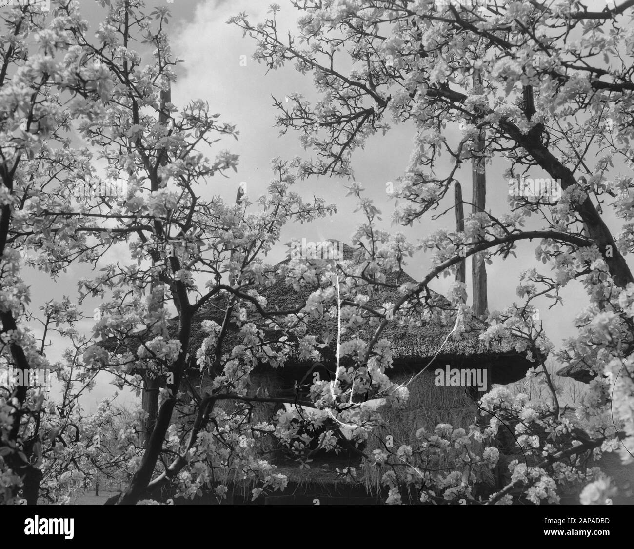 Blumen in de Betuwe/Betroffene Datum: 15. April 1957 Ort: Betuwe Stockfoto