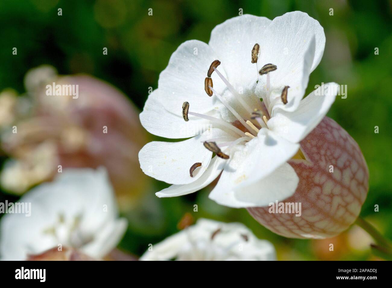 Meer Campion (silene vulgaris subsp. Maritima), Nahaufnahme einer einzelnen Blume aus vielen. Stockfoto