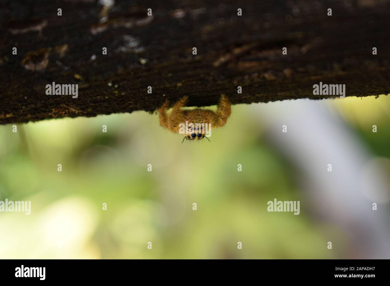 Nahaufnahme einer gelben riesigen springenden Spinne (Hyllus sp), die unter einem Holzzaun kriecht. Surakarta, Indonesien. Stockfoto