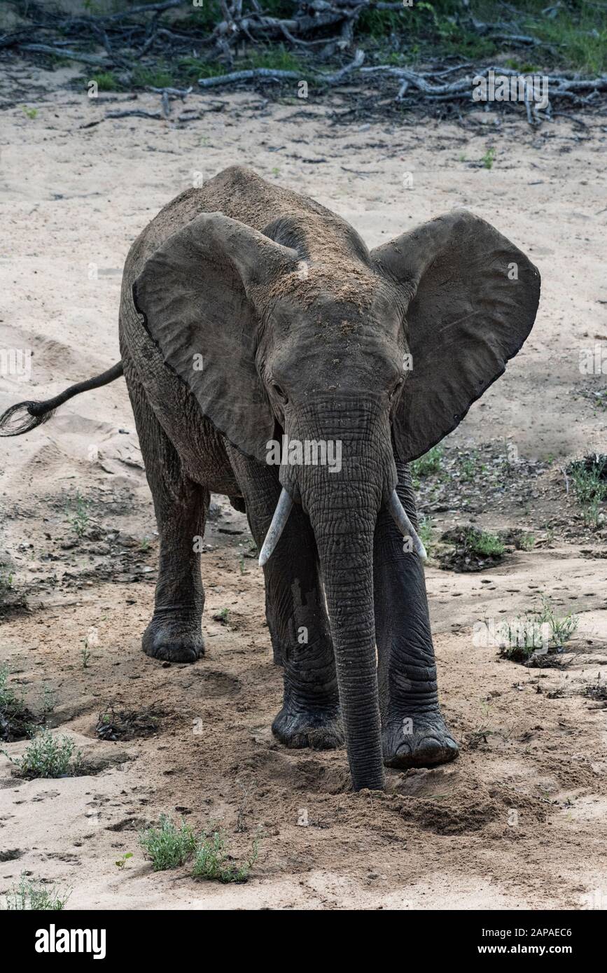 Ein Elefant im Ntsiri Naturreservat Stockfoto