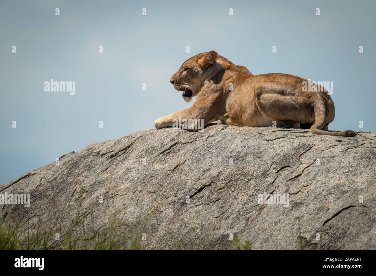 Löwin liegt auf Felsen unter blauem Himmel Stockfoto