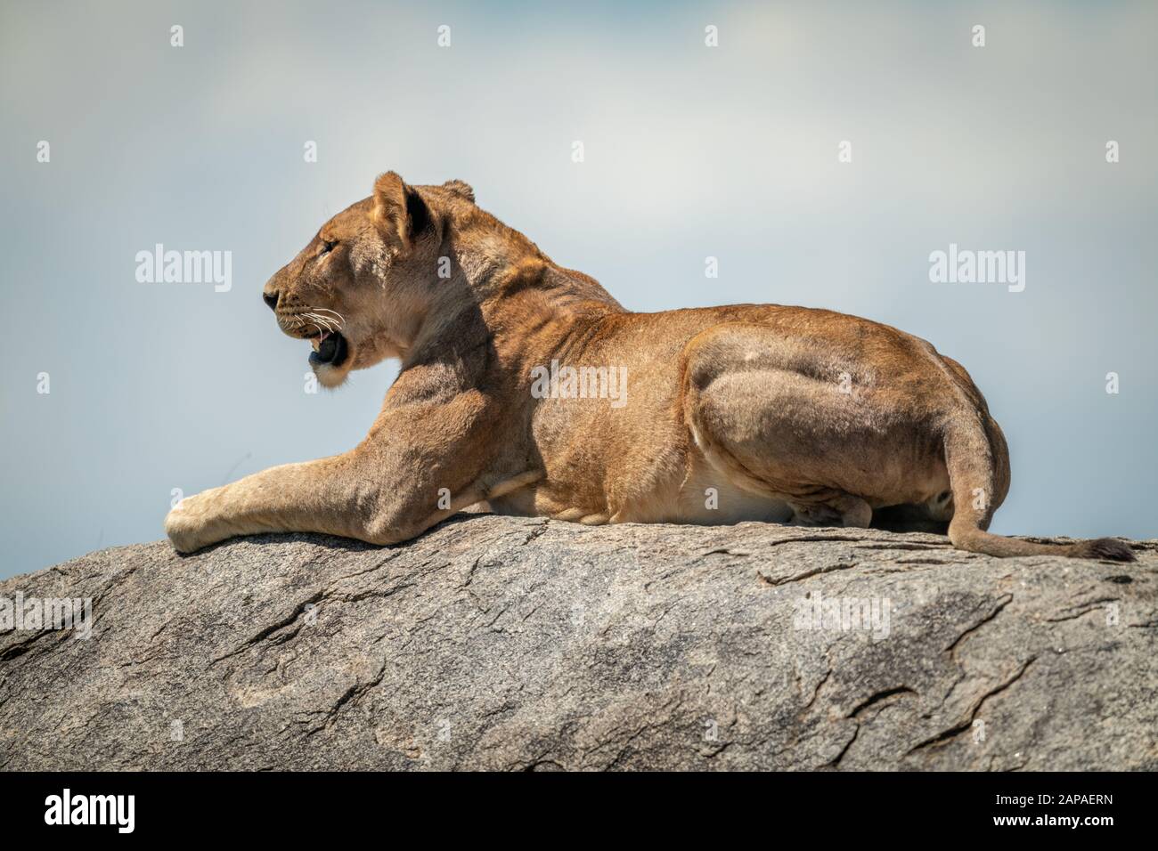 Löwin liegt auf Felsen unter bewölktem Himmel Stockfoto