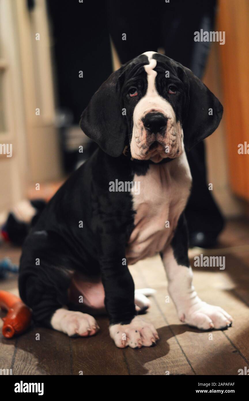 Ein süßer, Großartiger Dänenwelpen. Ein Welpe der großen Rasse. Stockfoto