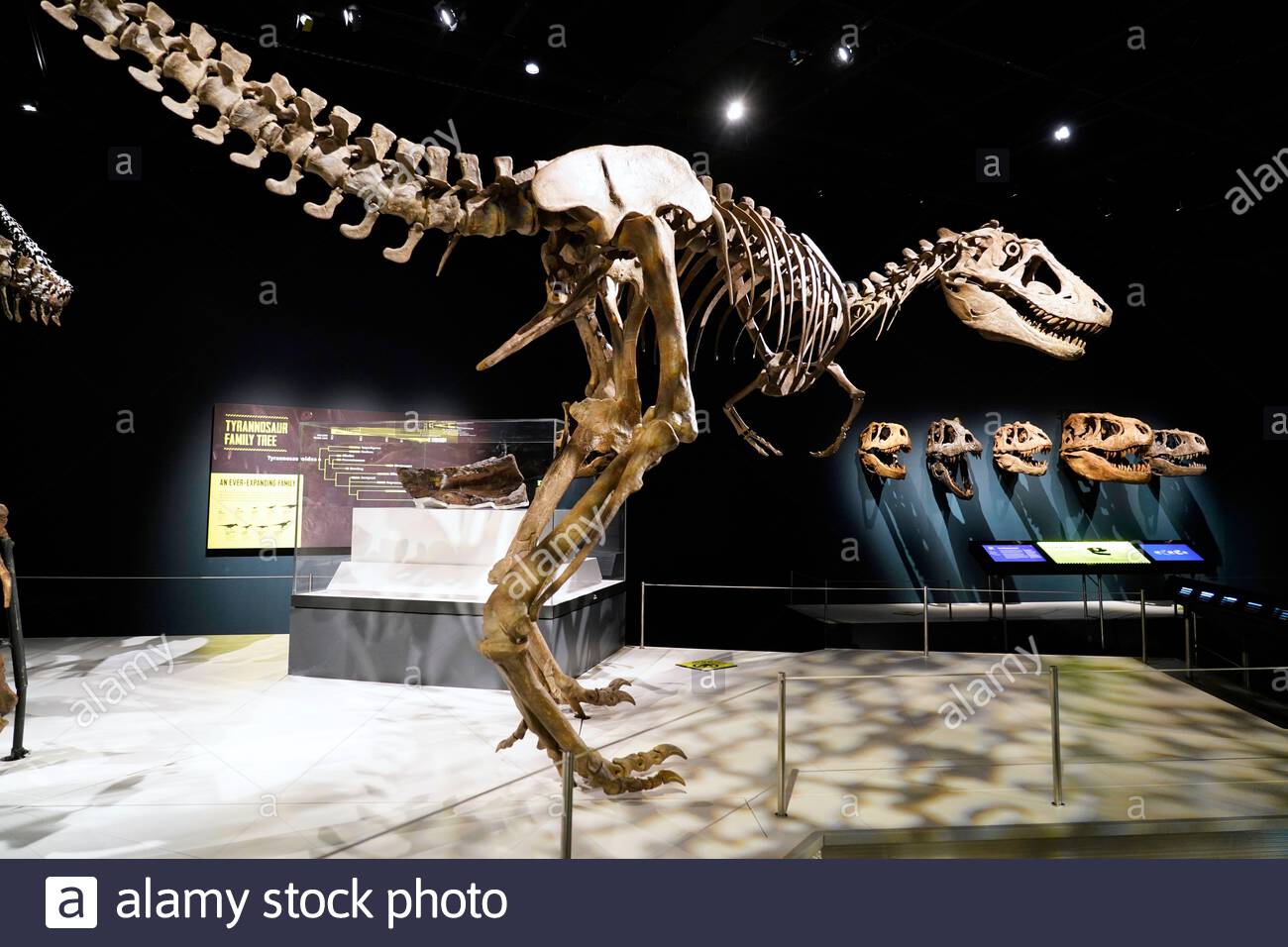 Edinburgh, Schottland, Großbritannien. Januar 2020. Die umfassendste Ausstellung, die jemals an Tyrannosauriern angebracht wurde, wird es sein einziges europäisches Erscheinungsbild geben, wenn sie am 23. Januar 2020 im National Museum of Scotland in Edinburgh eröffnet wird, das bis zum 4. Mai läuft. Tyrannosaurier werden die gefürchtetsten und verehrten Dinosaurier erkunden, die neuesten paläontologischen Entdeckungen zum Leben erwecken und Vorurteile über diese wilden Raubtiere herausfordern. Credit: Craig Brown/Alamy Live News Stockfoto