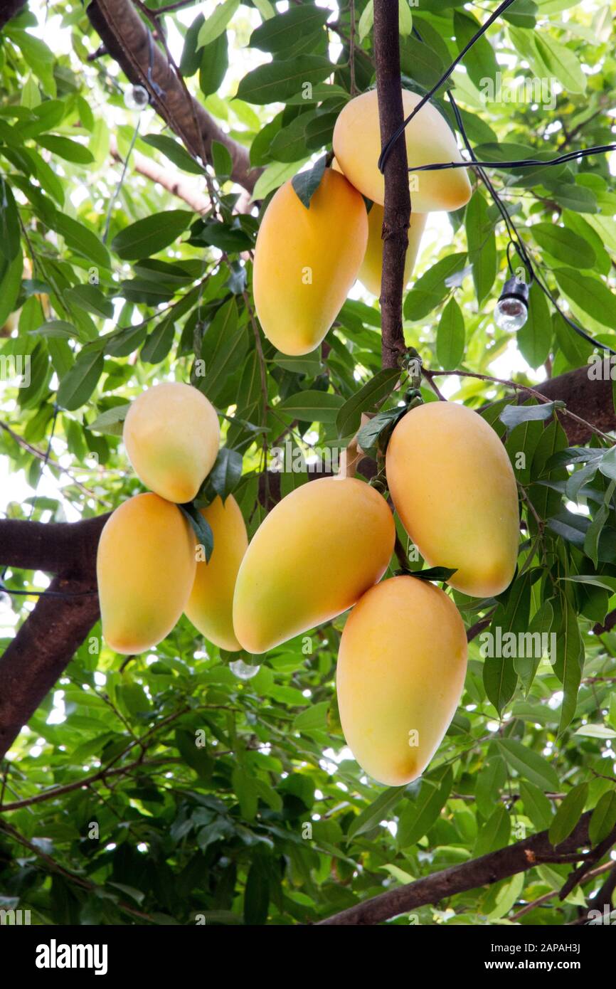 Mango Obst Baum hängende Filiale Chiang Mai Thailand Stockfoto