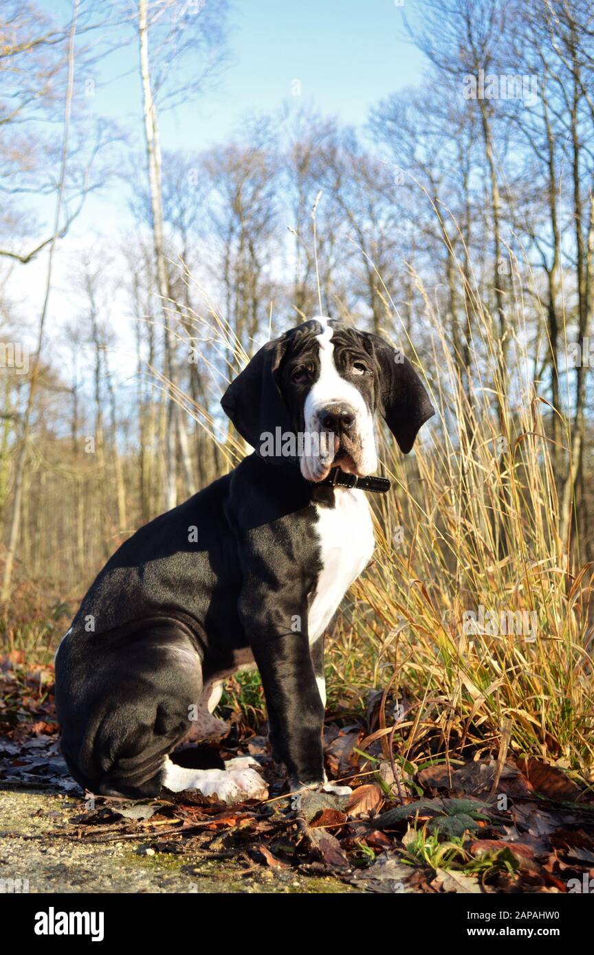 Ein süßer, Großartiger Dänenwelpen. Ein Welpe der großen Rasse. Stockfoto