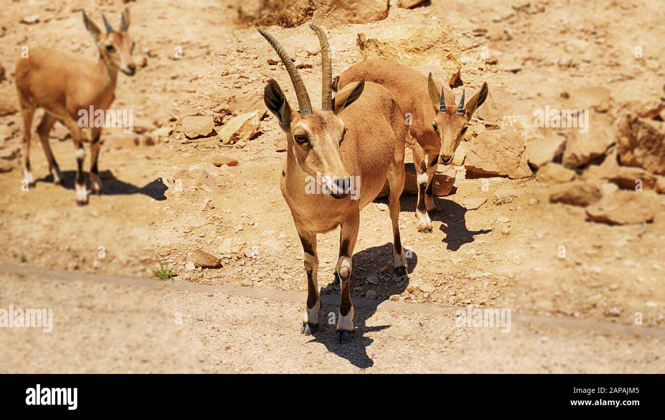 Drei Bergziegen in der Farbe einer Wüste. Zwei Ibexes im Fokus, ein Bergibex in einem verschwommenen Hintergrund. Stockfoto