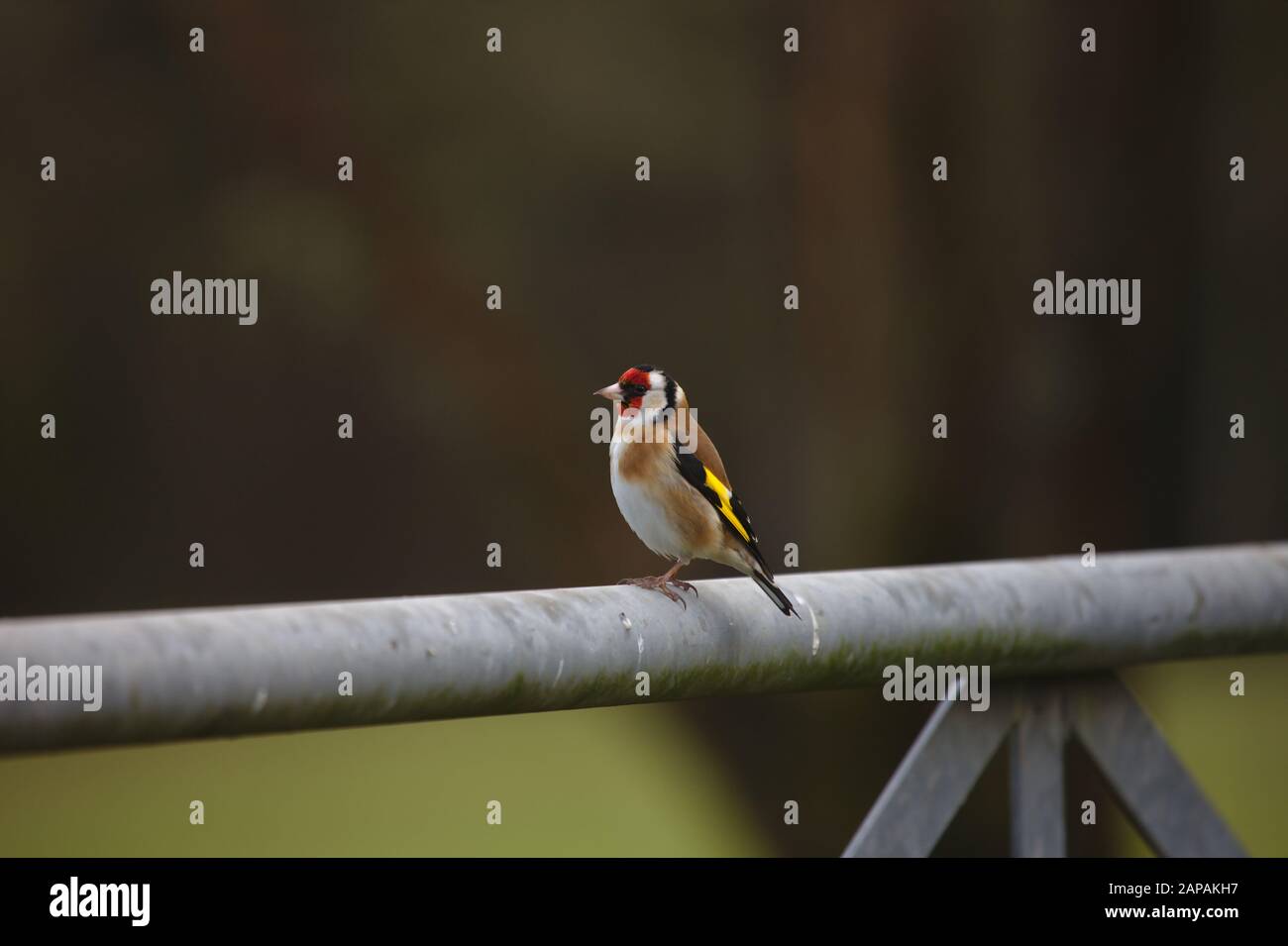 Goldfinch, Carduelis Carduelis, ein Erwachsener, der auf dem metallenen Bauernhof-Tor thront. Winter. GROSSBRITANNIEN Stockfoto