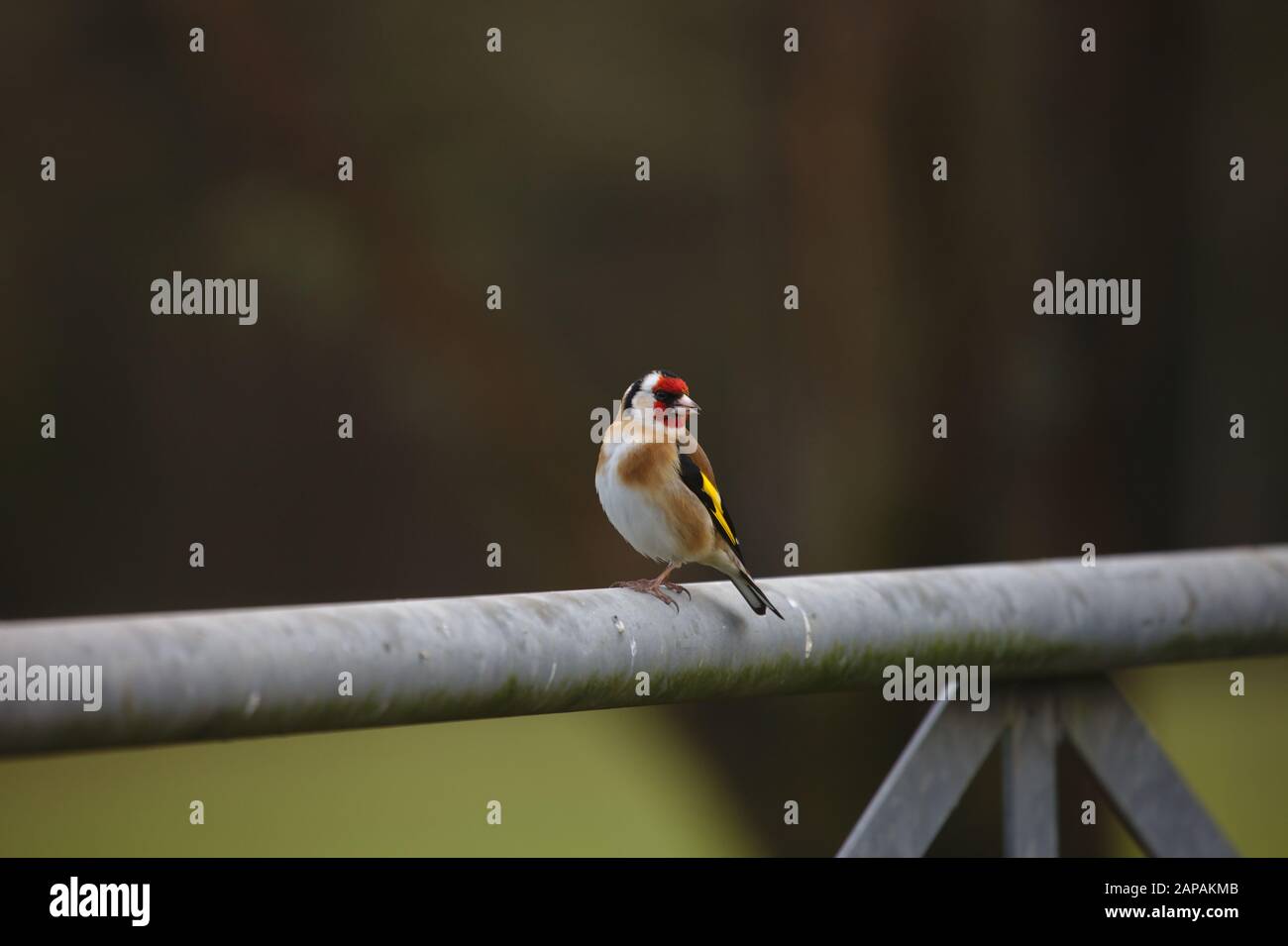 Goldfinch, Carduelis Carduelis, ein Erwachsener, der auf dem metallenen Bauernhof-Tor thront. Winter. GROSSBRITANNIEN Stockfoto