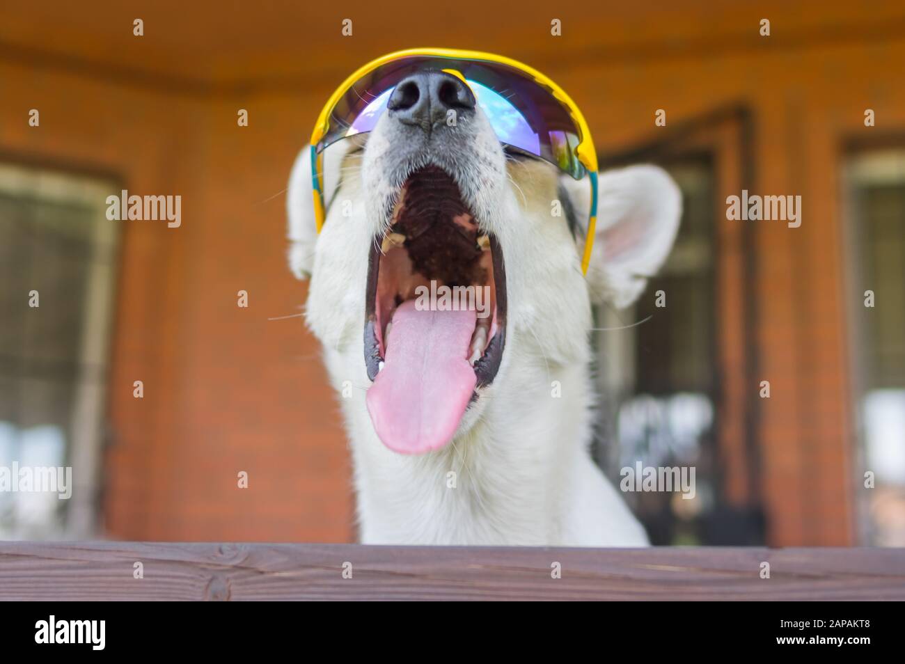 Portrait des weißen Kreuzhunds in der Sonnenbrille des Chamäleons, während er sein Haus aus dem Zaun hütet Stockfoto