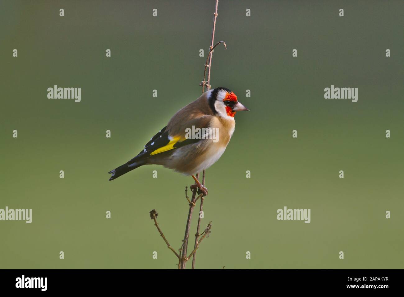 Goldfinch Carduelis carduelis, ein einziger Erwachsener, der auf dem Pflanzenstamm thront. Winter. GROSSBRITANNIEN Stockfoto