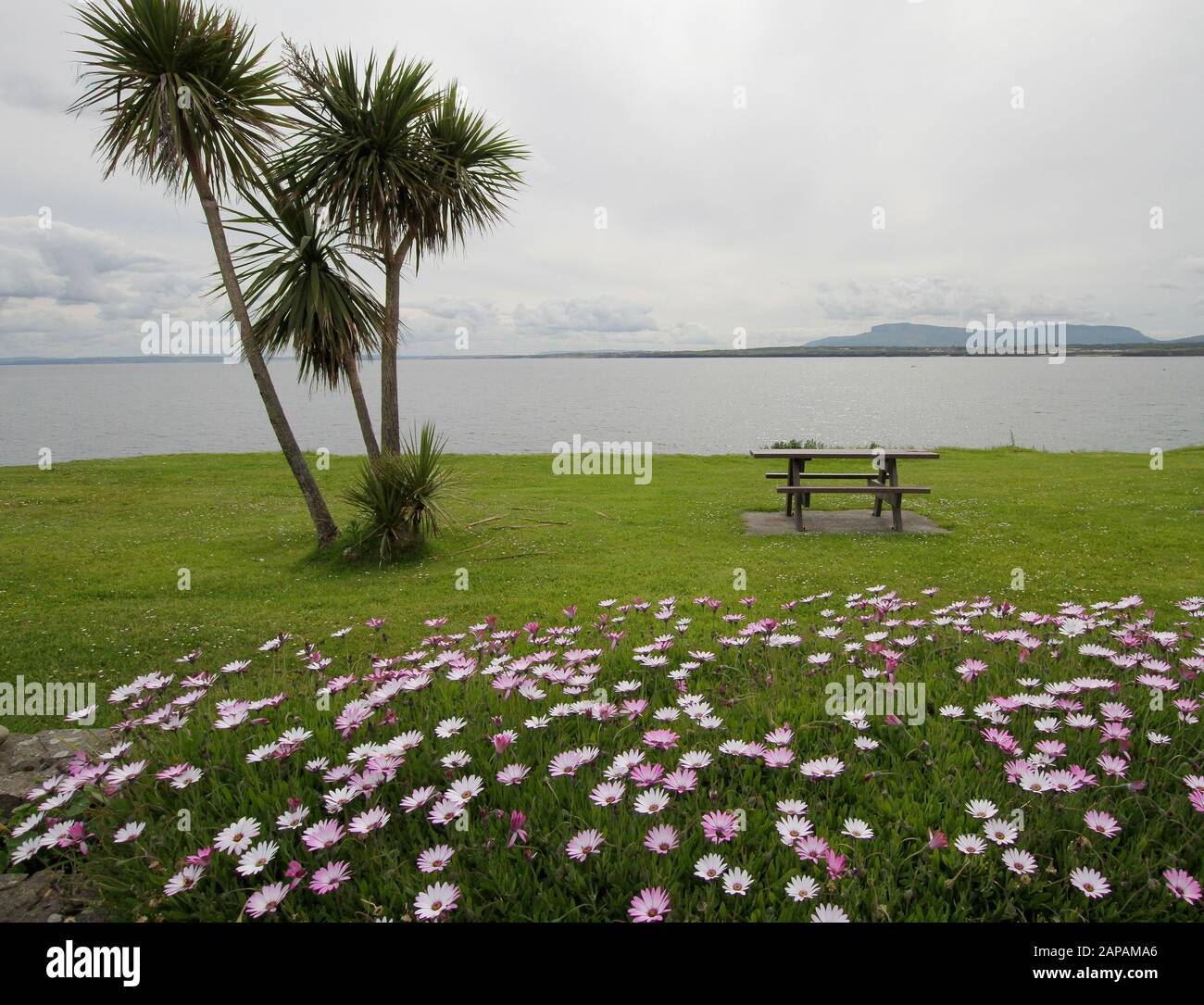 Eine große Menge an kap-gänseblümchen neben Palmen und ein Picknicktisch mit Blick auf das Meer auf einer irischen Landzunge am Mullaghmore Head, County Sligo, Irland. Stockfoto
