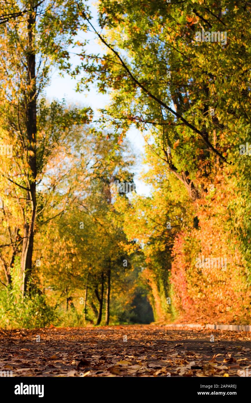 Bunte Bäume im Herbst mit umgestürzten Blättern auf einer Straße Stockfoto