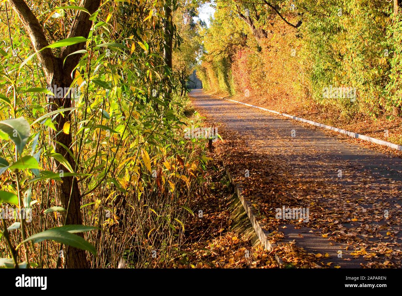Bunte Bäume im Herbst mit umgestürzten Blättern auf einer Straße Stockfoto