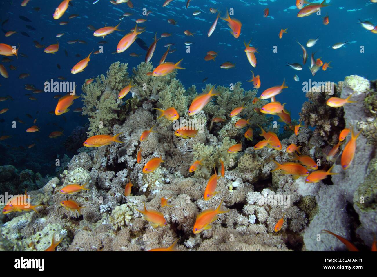 Korallenriff-Panorama, Dunraven, Sharm-El-Scheich, Südsinai, Ägypten Stockfoto