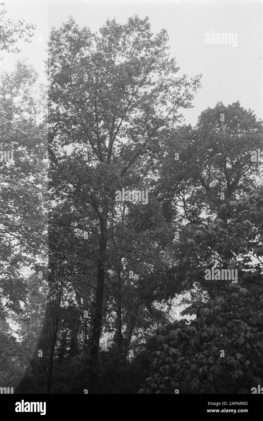 Carrierana. Regenerata selecta Datum: Juni 1935 Ort: Kew Gardens, London Schlüsselwörter: Pappel und Weide Stockfoto