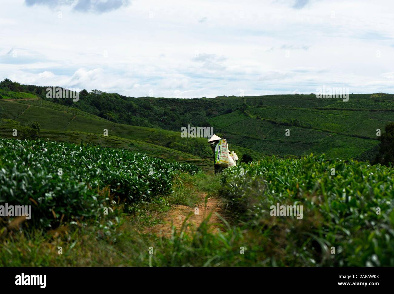 Arbeiter in Arbeiterkostüm, konischer Hut am Cau Dat Teehügel (Cau Dat Farm), Dalat, Lam Dong, Vietnam Stockfoto