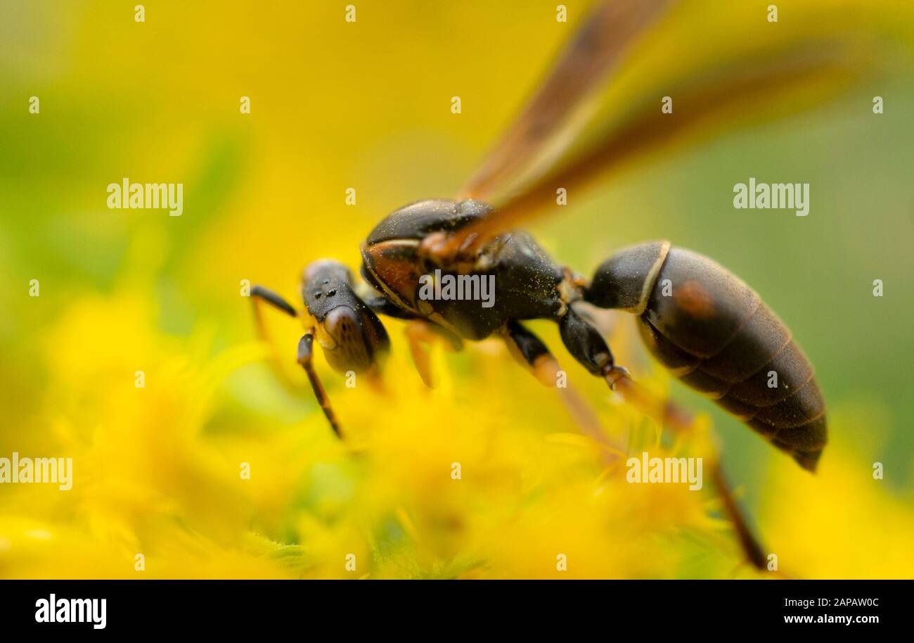 Nördliche Papierwespe, die Nektar aus einer Goldstangenblüte sammeln. (Dunkel oder Golden Paper Wasp.) Indianapolis, Indiana Stockfoto