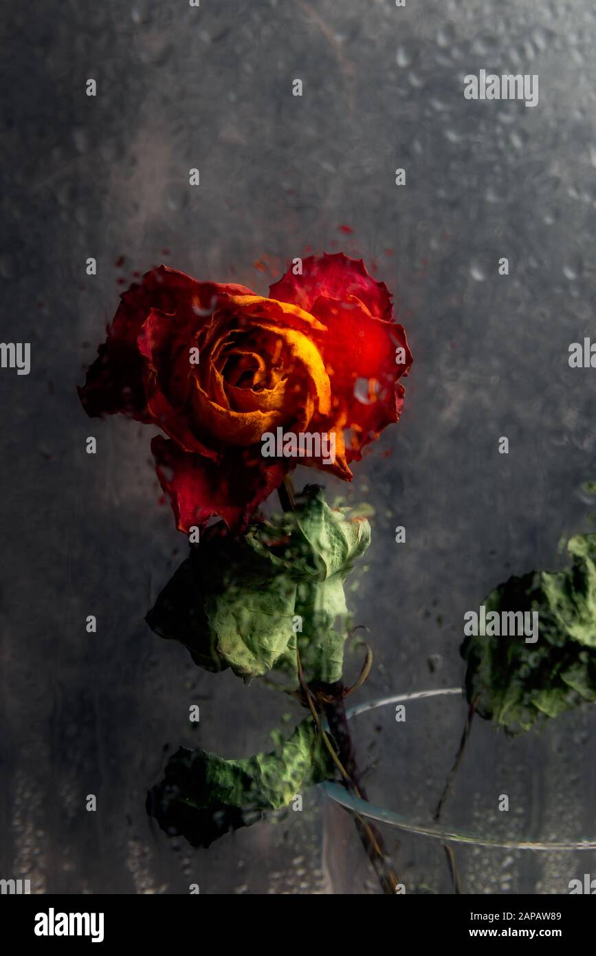 Getrocknete orange Rose. Schöne blasse Blume durch das Glas mit Regen fällt. Traurig liebe Konzept. Kopieren Sie Raum, grauer Hintergrund Stockfoto